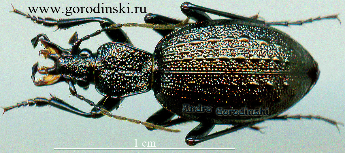 http://www.gorodinski.ru/carabidae/Cychrus kaznakovi kaznakovi.jpg